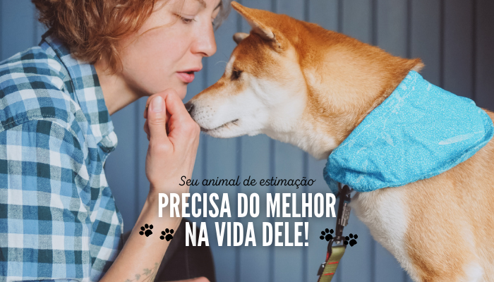 3 Dicas Simples Para Começar Adestrar Seu Cachorro