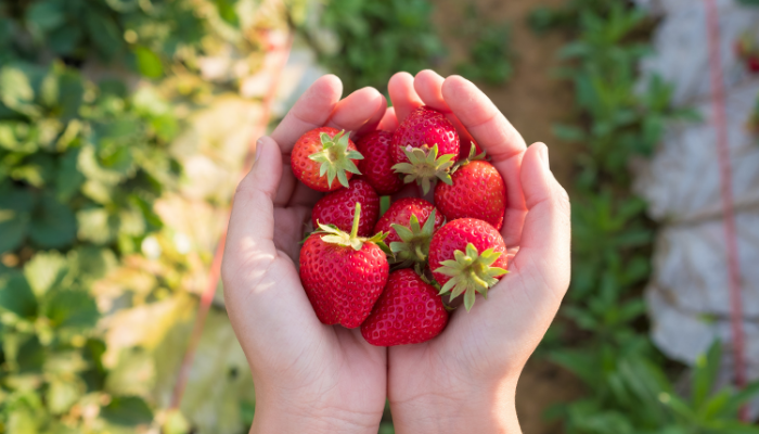 Dicas Para Aprender Cultivar uma Horta em Casa