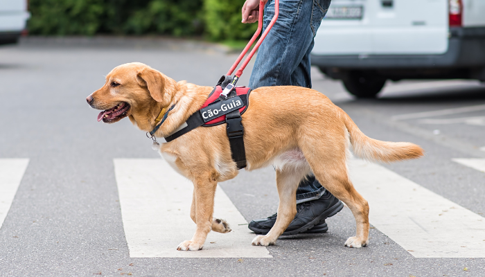 Porque a Raça Labrador é o Melhor Cão-Guia