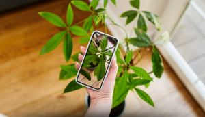 Aplicativos para Identificação de Plantas